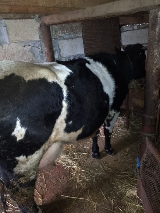 Vițea angus de vânzare