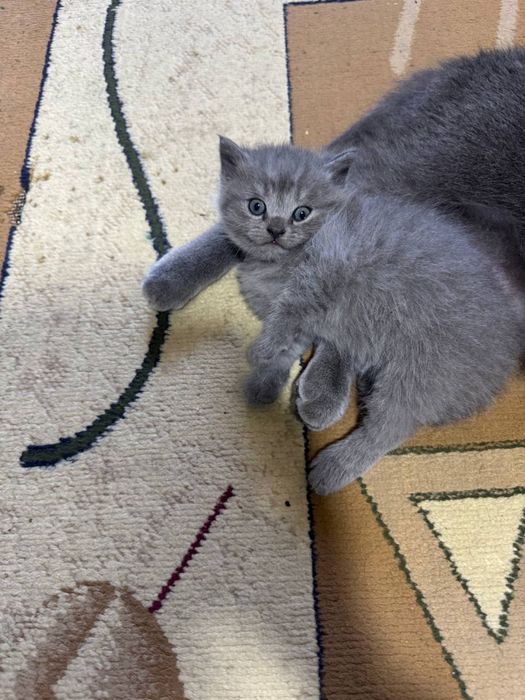 Продаются котята скотишь фолд, шиншила