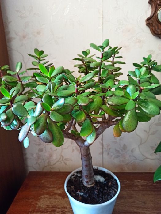 Продам комнатные цветы. Продам аквариум