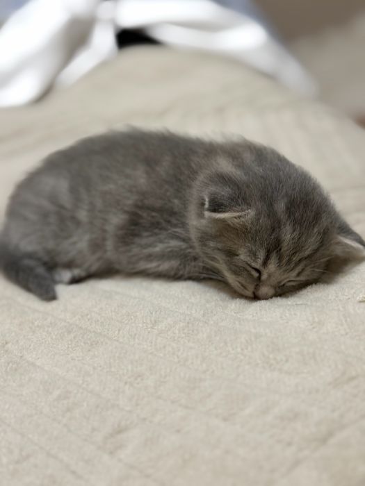 Продам котёнка шотландская порода