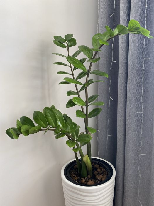 Цветы комнатные 20000