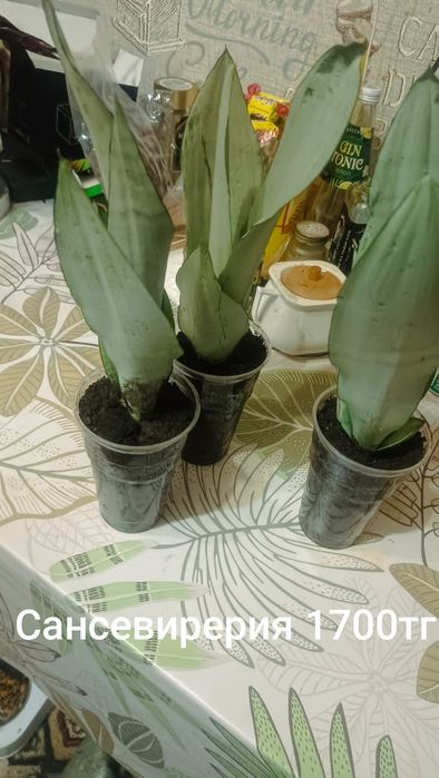 Продам комнатные растения