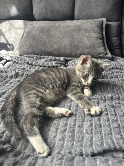 Котенок девочка умница