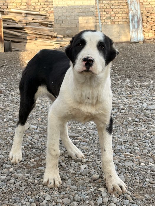 Алабай 3 айлык дені сау