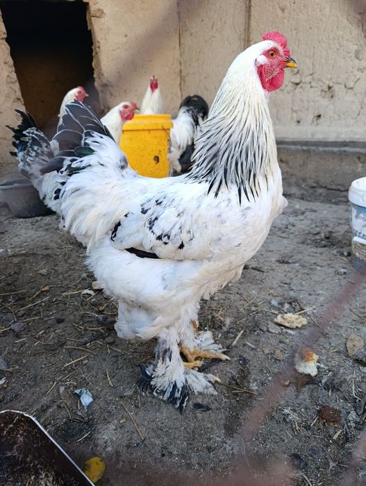 Кораз сатылады 4 шт