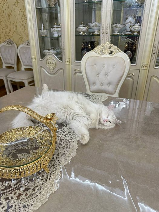 Кошка, турецкая ангора