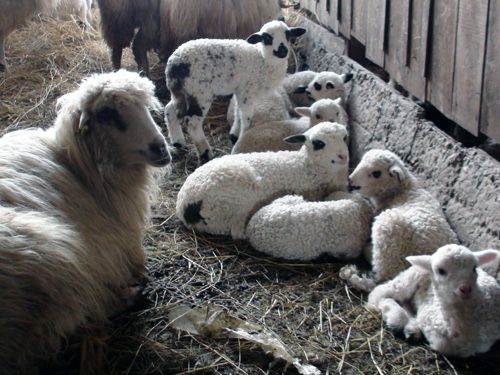 MIEI DE VANZARE - 35 ron /kg