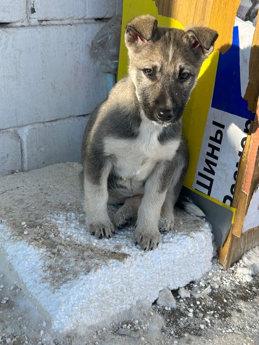 Щенки отдаю за бесплатно