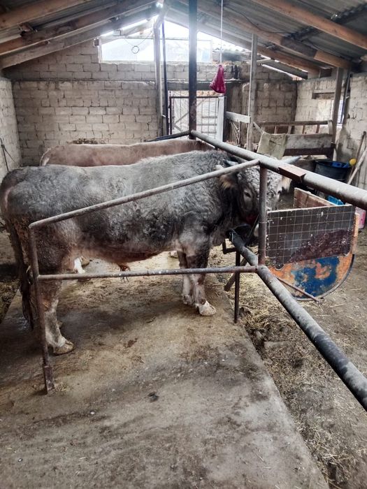 Ассалаумалейкум,бұқалар сатылады