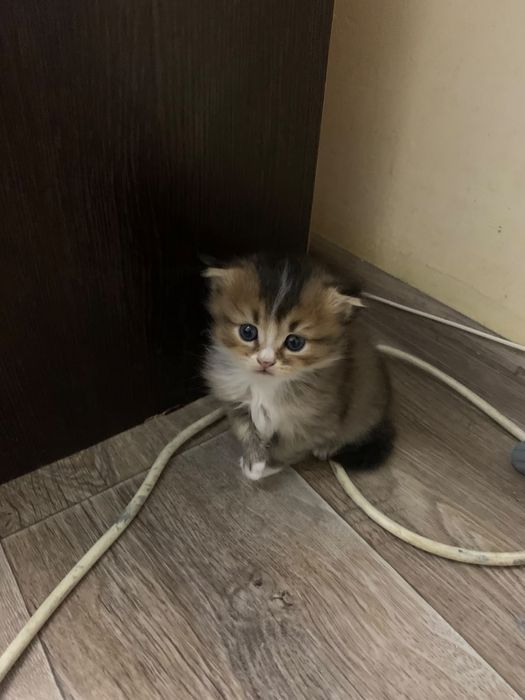 Продам чистокровных котят