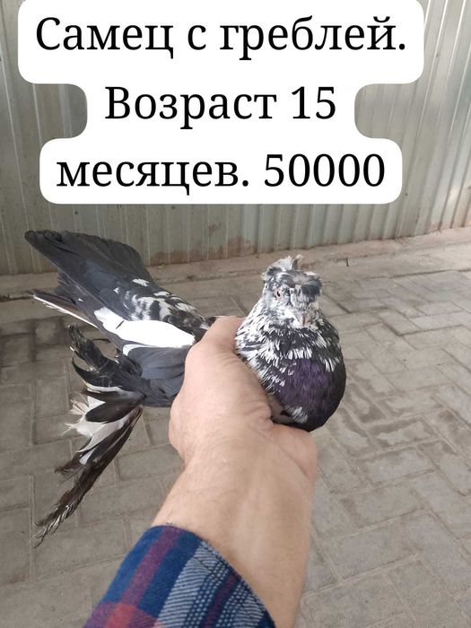 Продаются голуби