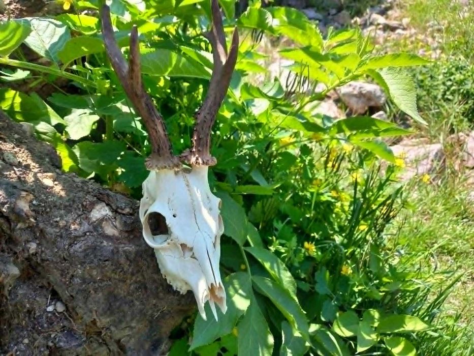 trofeu.trofee.craniu.coarne de caprior interesant