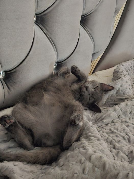 Кот на вязку бесплатно