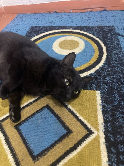 Отдам кошку в добрые руки