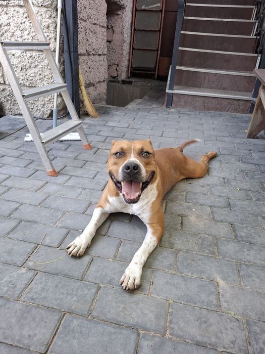 Ищем суку для вязки