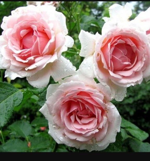 Atirgul ko'chatlari sotiladi