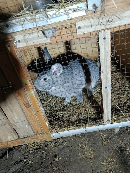 Продам кроликов великаны