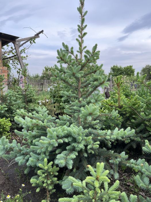 Продам ель голубую от 70 см