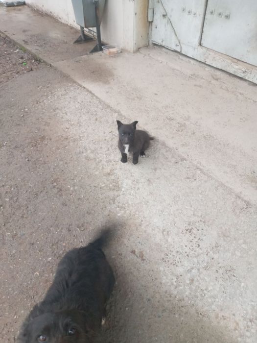 Отдам щенка (девочку) в добрые руки