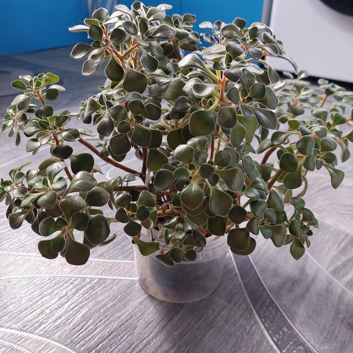 Продам  аихризон