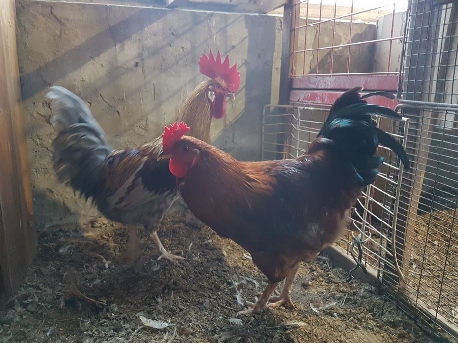 Продам молодых  породы Амераукана