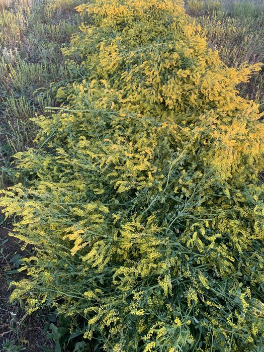 Продам сено рулонное