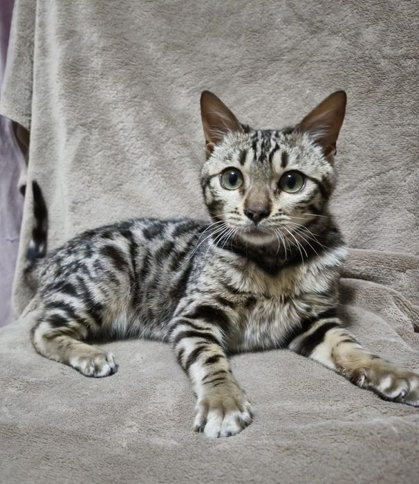 Котенок Бенгал мальчик