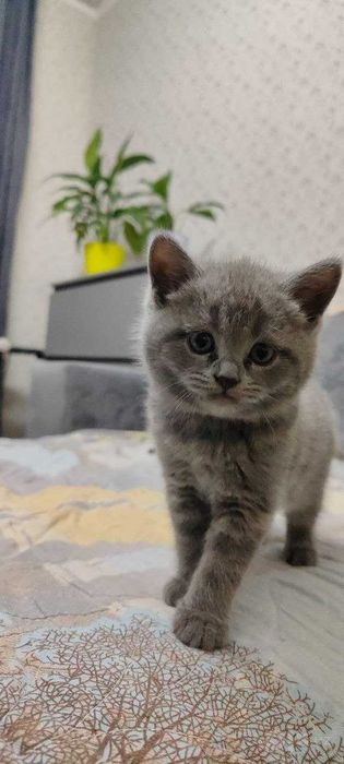 Котята мальчишки Scottish fold & Straight