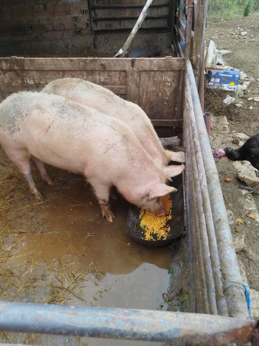 2броя домашни прасета 140 150кг