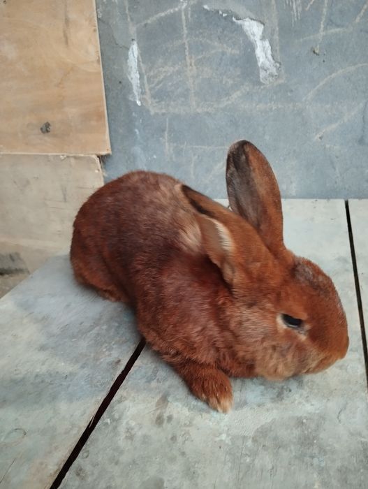 Jaydari quyonlar " Burgundiskiy " 1.5 yosh  8 oylik va 6 oylik