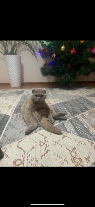 Ищем девочку для крассавца. Вязка