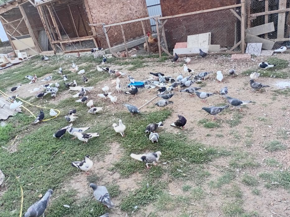Vand porumbei tel +40772103208