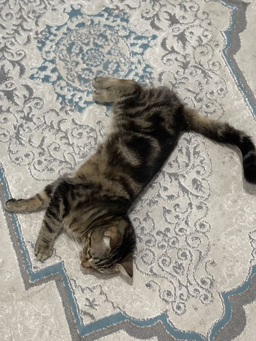 Продам кота в хорошие руки