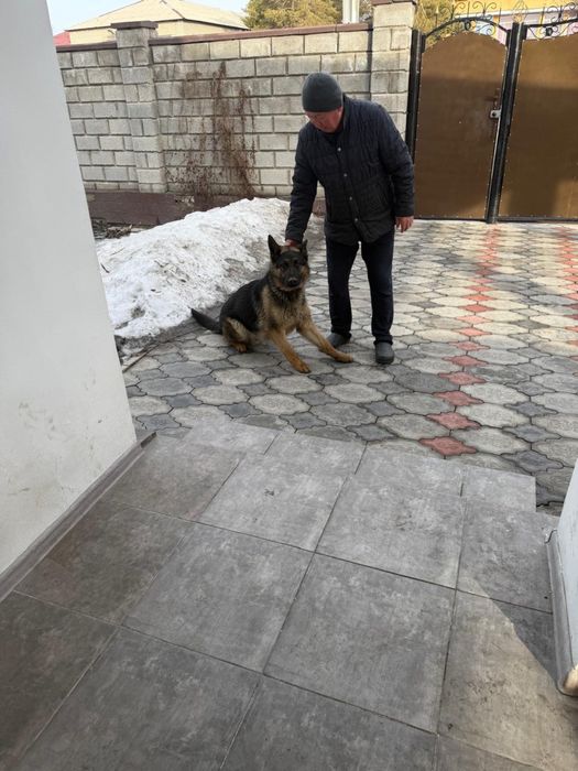 Срочно продам собаку!