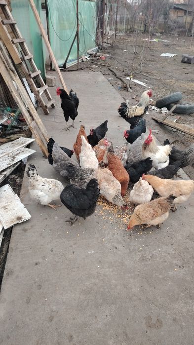 Puisori, intre o zi si o luna!