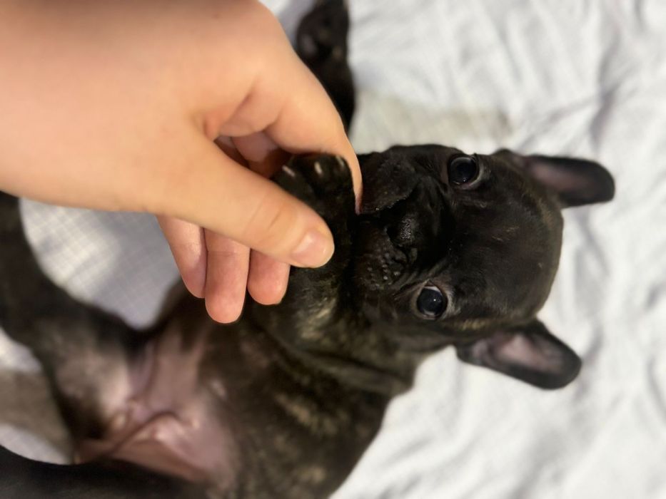 Продам щенков!!!