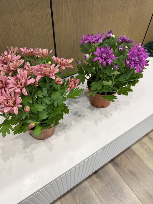 Продам Комнатные растения