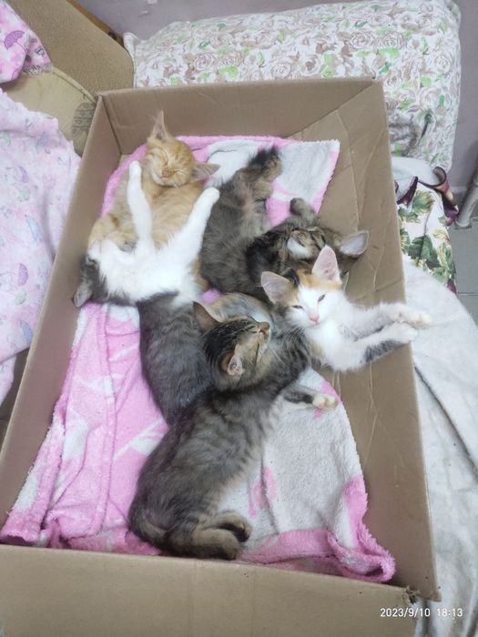 Котята в добрые руки
