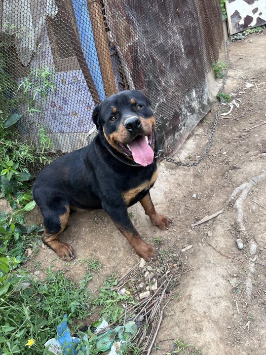 Срочна сотилади Rottweiler немецкая порода