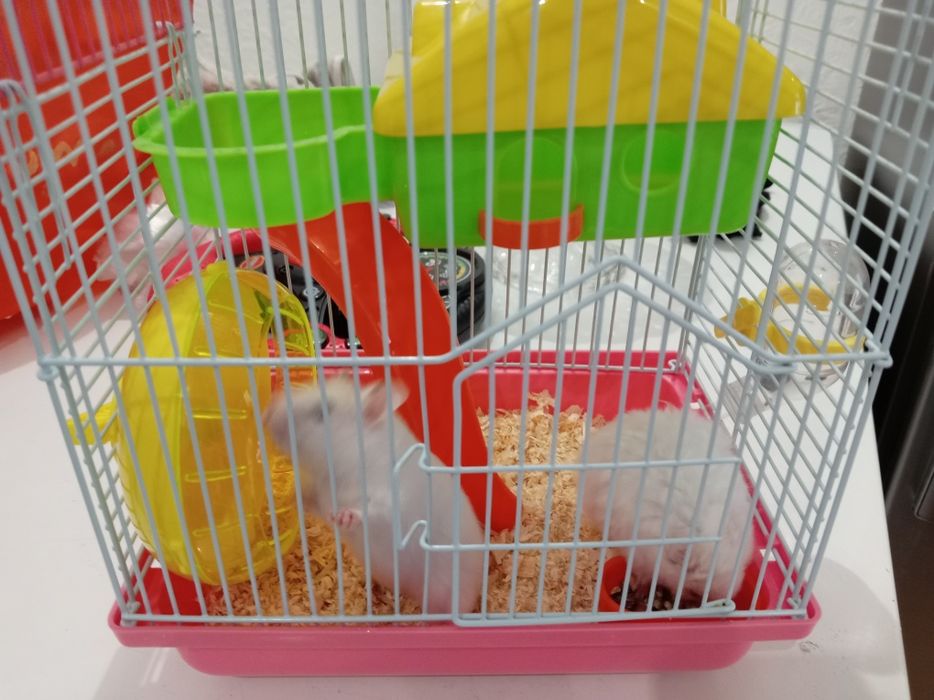 Продаю 2 хомяков вместе с клеткой, и кормом.