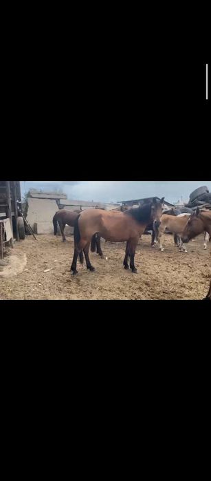 Жылкы сатылады!!!
