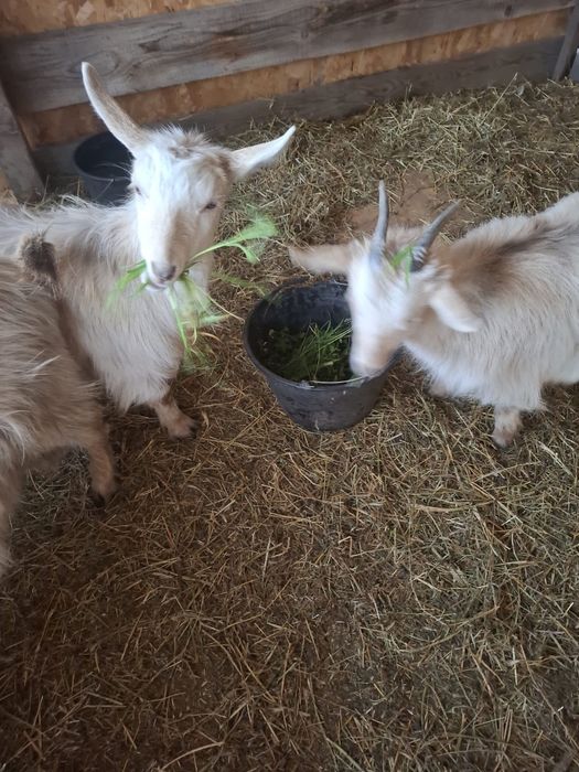Vând 3 capre crescute in gospodărie
