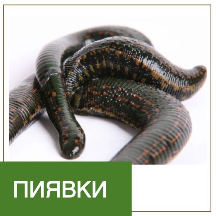 Пиявочки продам по доступной цене
