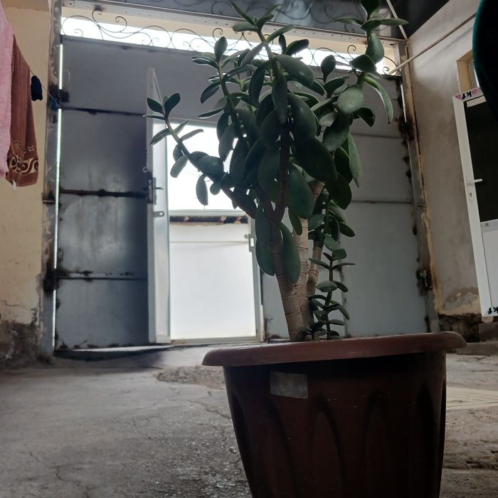 Хонаки гуллар сотилади.