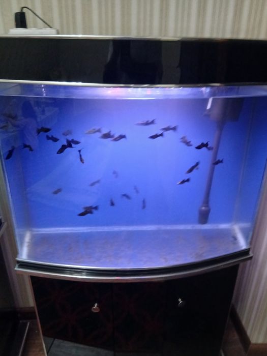 Аквариум сотилади.