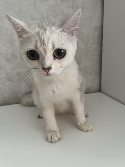 Кошка шиншила девочка
