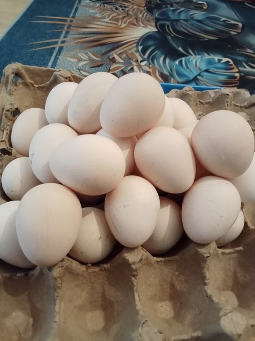 Яйцо цесарки столовое