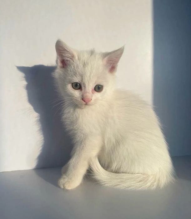 Продаются котята скотиш страйт