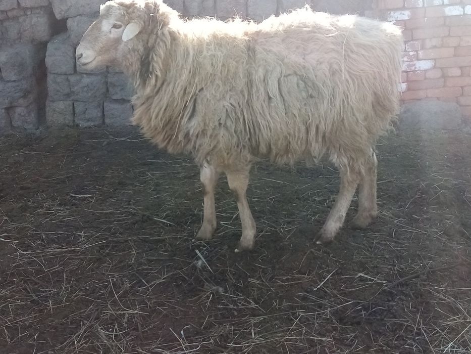 Продам барана производителя