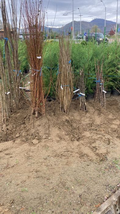 Pomi fructiferi columnari